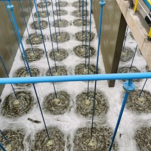 ecospec-vidro-biological-aeration